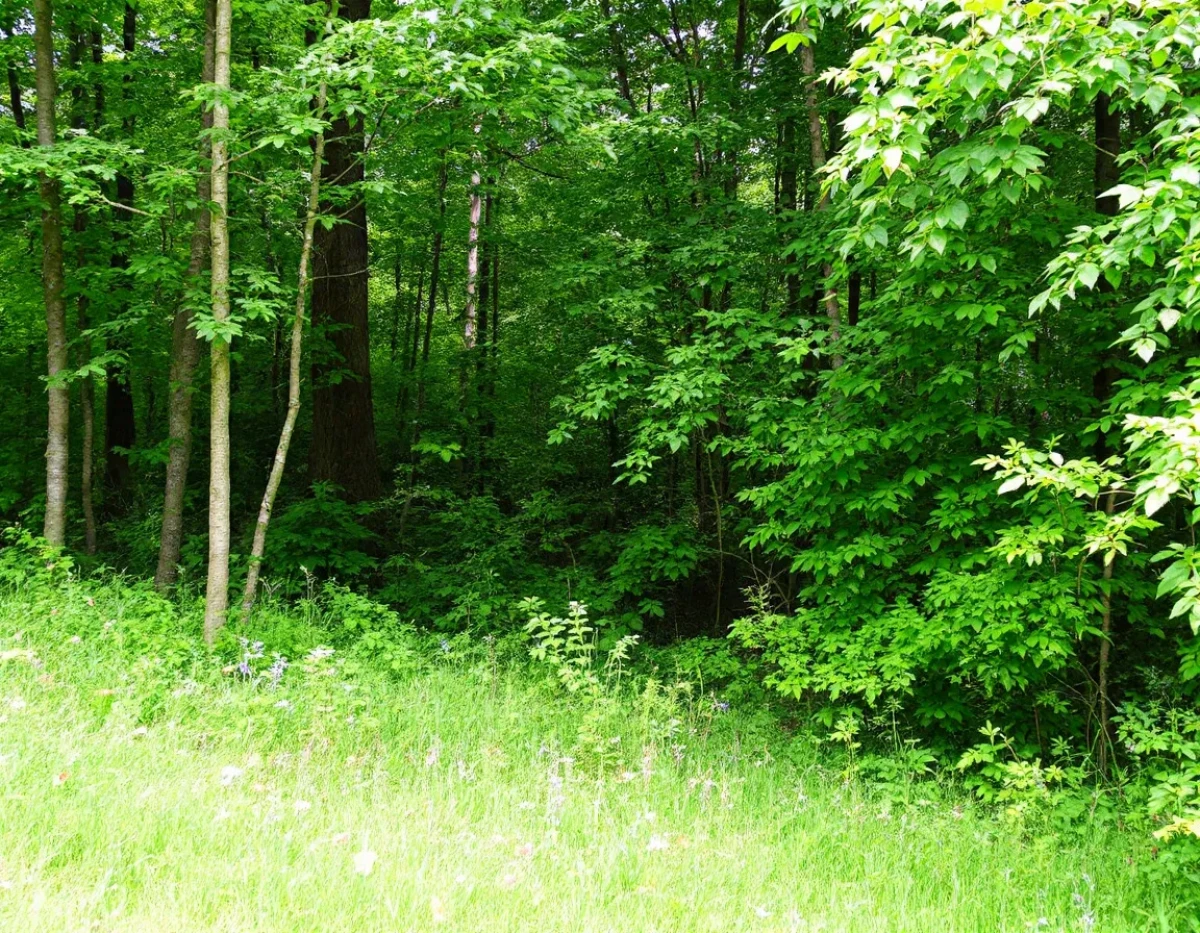 Protection juridique des forêts communautaires : cadre légal, enjeux et perspectives